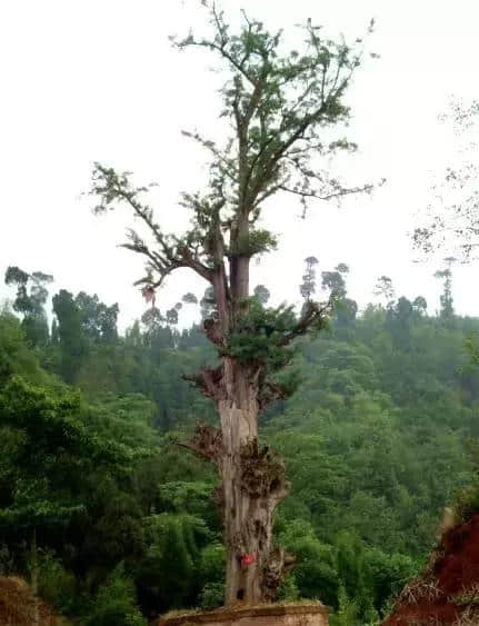 假期结束倒计时，快跟着旅游地图走遍成都高新区