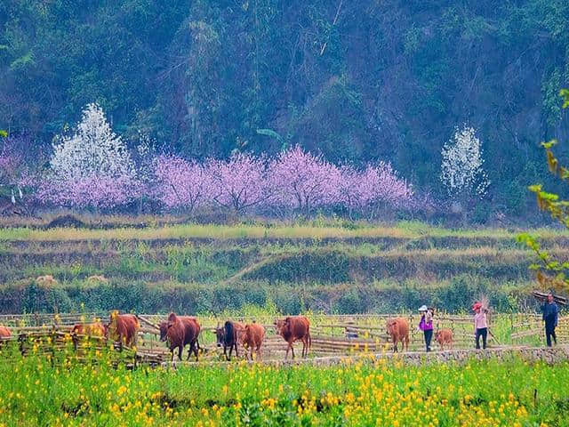 云南经典的四条旅游线路，去云南就这样玩吧