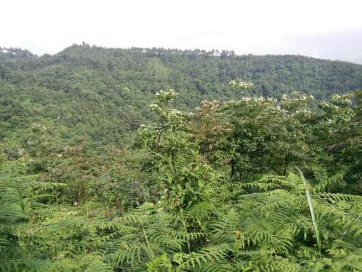 益农股份云南彝良县小草坝种植天麻基地