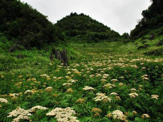 益农股份云南彝良县小草坝种植天麻基地