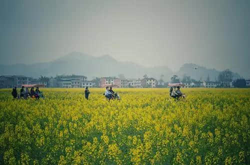 四川开江第一届油菜花节明日启动