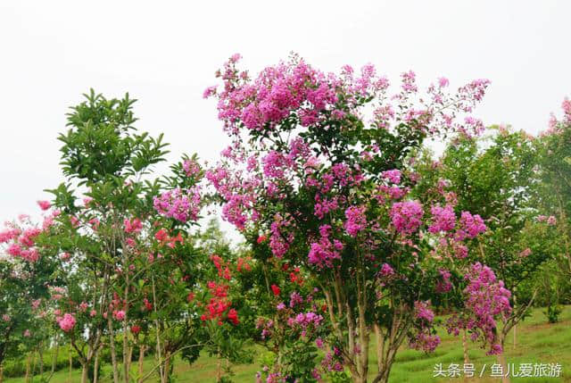 走进大自然，相约花湖谷！七夕“万步有约，你我同行”身体棒棒哒