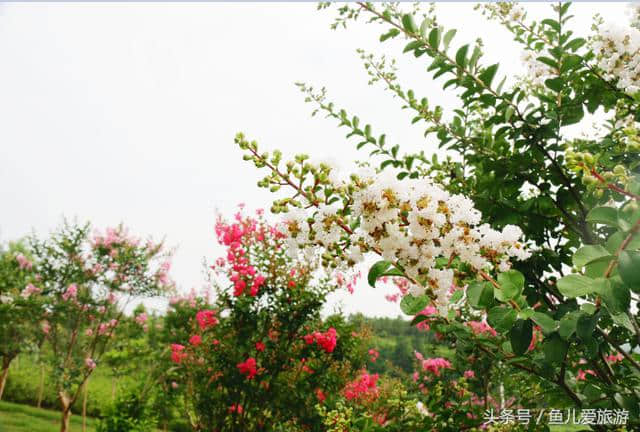 走进大自然，相约花湖谷！七夕“万步有约，你我同行”身体棒棒哒