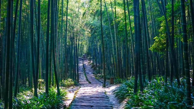 《卧虎藏龙》《十面埋伏》取景地丨玩转蜀南竹海全攻略