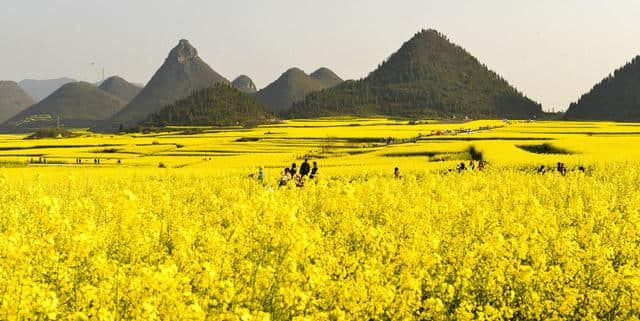 2019年3月罗平油菜花节旅游攻略