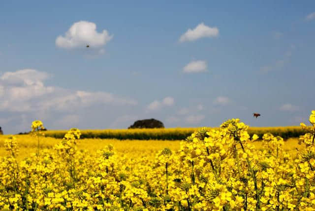 2019年3月罗平油菜花节旅游攻略