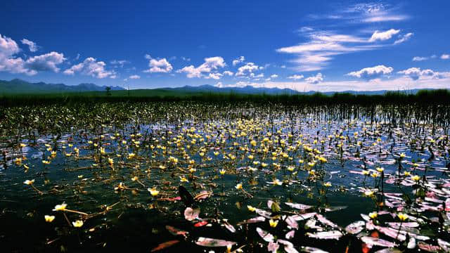 四川若尔盖“花湖—西湖”生态旅游推介会在杭举办