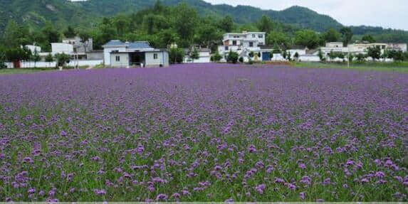 栾川高速免费乡村旅游点推荐