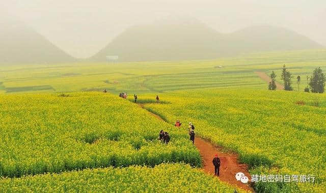 东方花园、云南罗平—2019年赏花攻略！