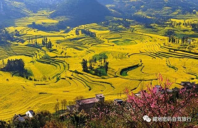 东方花园、云南罗平—2019年赏花攻略！