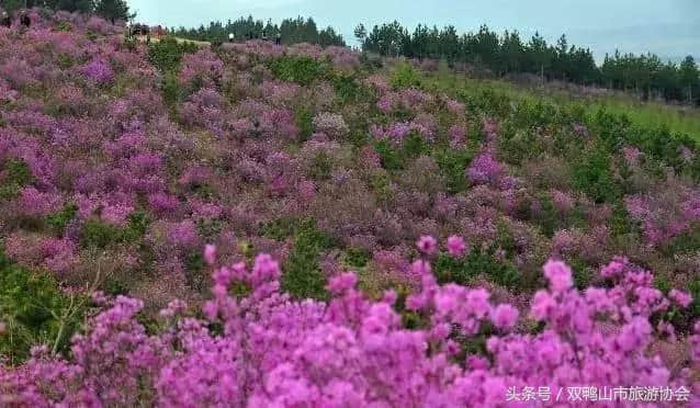 杜鹃花开双鸭山，魅力香飘黑土地