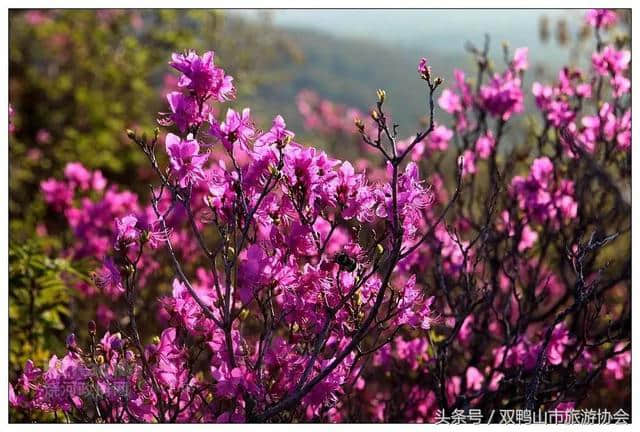 杜鹃花开双鸭山，魅力香飘黑土地