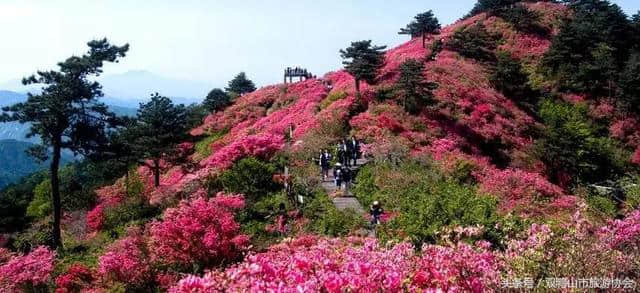 杜鹃花开双鸭山，魅力香飘黑土地