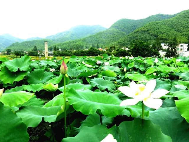 去打卡！湖州又添一处国家4A级旅游景区