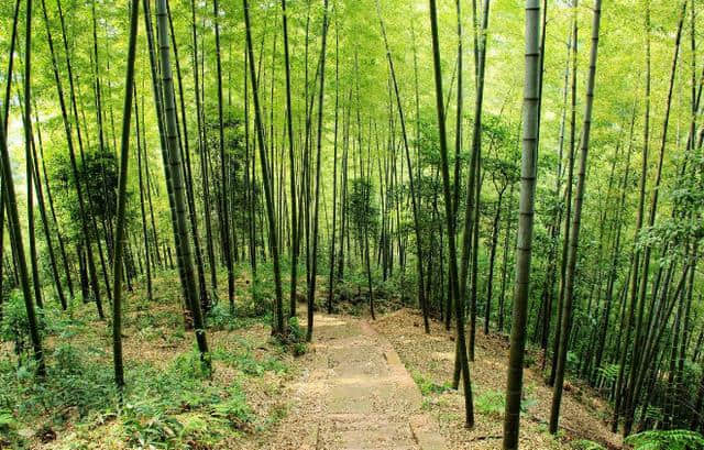 和顺古镇，蜀南竹海，塞罕坝，这个暑假要去旅游就去这里