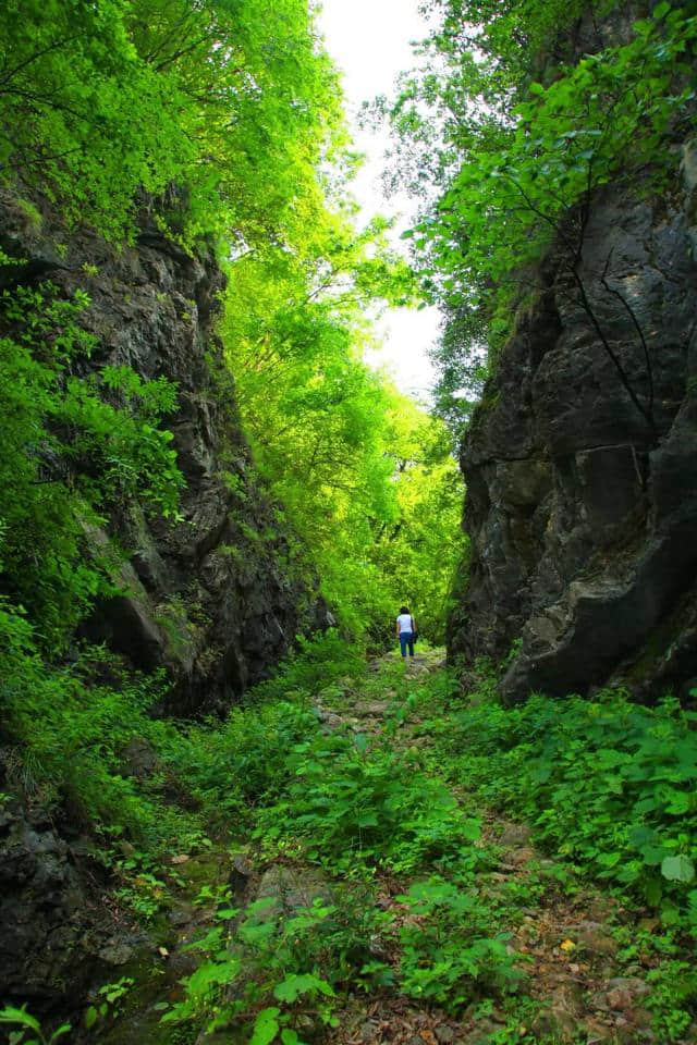 自驾游栾川攻略：去过重渡沟后，不妨到飞瀑花海俱有的王府竹海玩