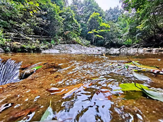 东莞50分钟车程，免门票罗浮山人气氧吧，山泉水够你玩一天