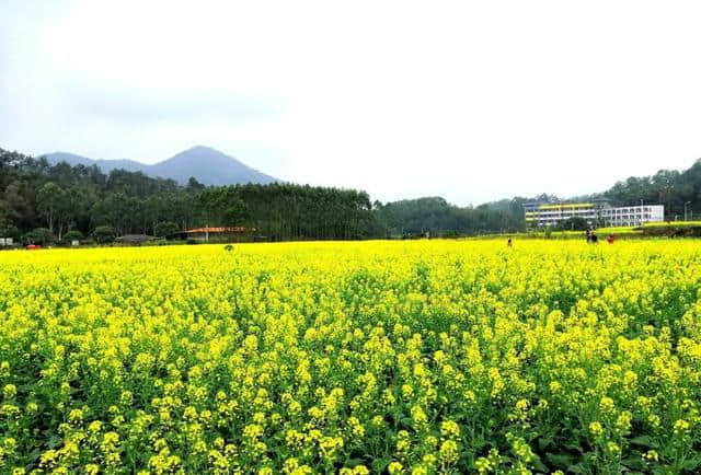 油菜花节开幕啦~梯面百亩黄金花海免费赏！约吗？