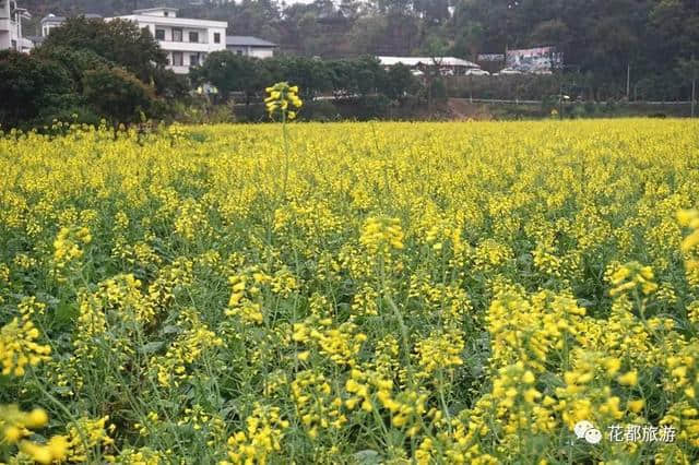 油菜花节开幕啦~梯面百亩黄金花海免费赏！约吗？