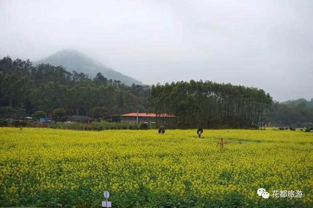 油菜花节开幕啦~梯面百亩黄金花海免费赏！约吗？