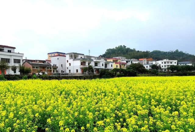 油菜花节开幕啦~梯面百亩黄金花海免费赏！约吗？