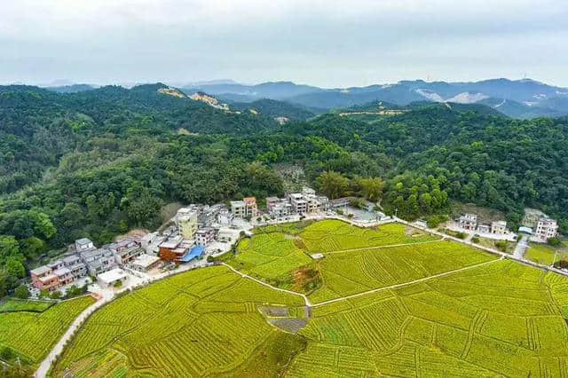 油菜花节开幕啦~梯面百亩黄金花海免费赏！约吗？