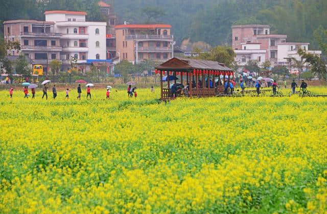 油菜花节开幕啦~梯面百亩黄金花海免费赏！约吗？