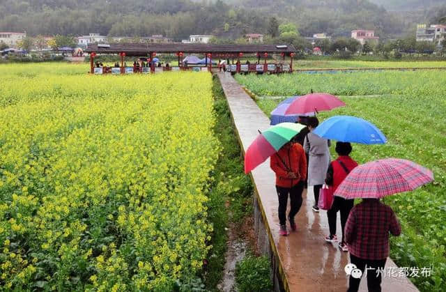 油菜花节开幕啦~梯面百亩黄金花海免费赏！约吗？