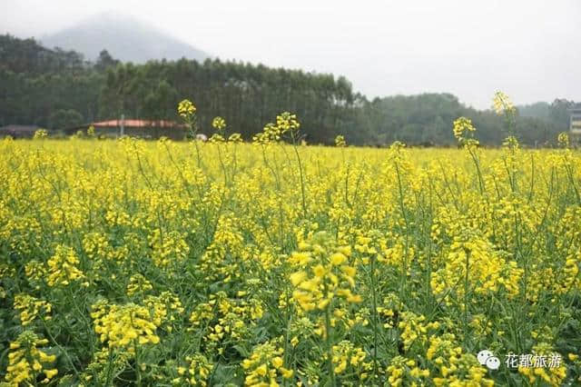 油菜花节开幕啦~梯面百亩黄金花海免费赏！约吗？