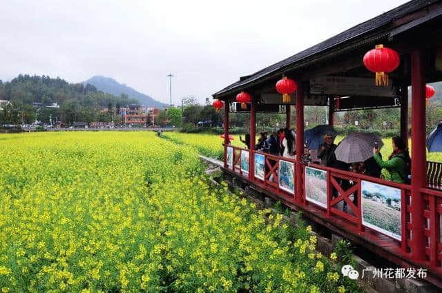 油菜花节开幕啦~梯面百亩黄金花海免费赏！约吗？