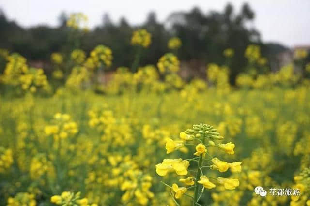 油菜花节开幕啦~梯面百亩黄金花海免费赏！约吗？