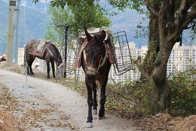 青田旅游——隐藏在山城中的马鞍山天岩宫