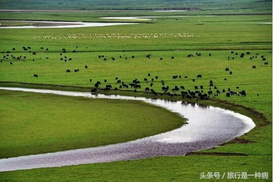 5、6月份成都出发自驾游阿坝州九曲花湖大草原