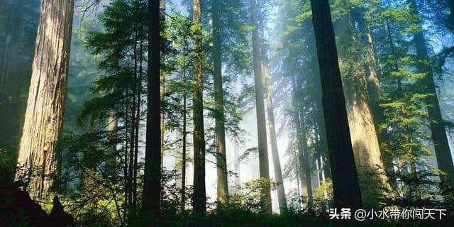 蜀南竹海和张家界森林景观这么美！夏季旅游这些天然氧吧别错过