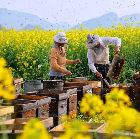 不能错过的那片金黄 罗平油菜花赏花攻略