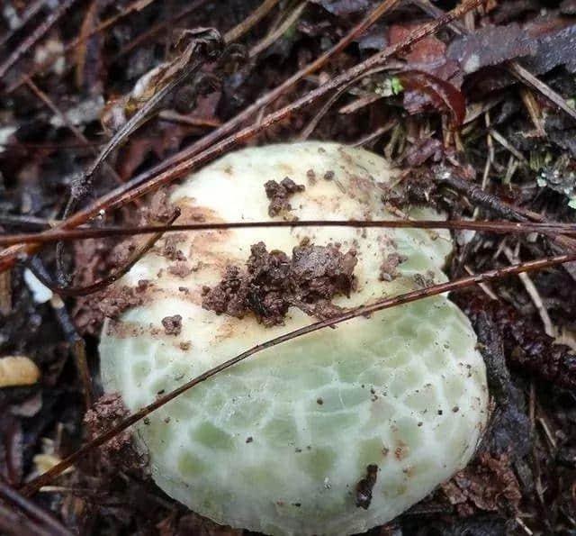 直播预告丨7月20日两场直播带您走进第十四届中国云南野生食用菌交易会！