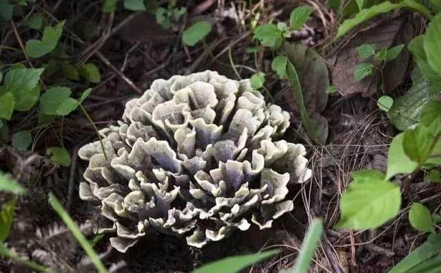 直播预告丨7月20日两场直播带您走进第十四届中国云南野生食用菌交易会！