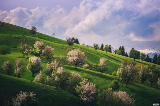 国内顶级的大草原有哪些是适合旅游的