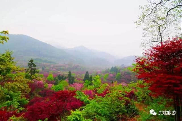 2019余姚四明山旅游节“花开四明”即将拉开帷幕，精彩内容抢先看！