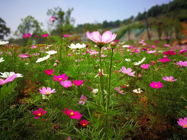 适合郊游、拍抖音，雁湖生态文旅小镇(科尔马庄园)丨水影花海