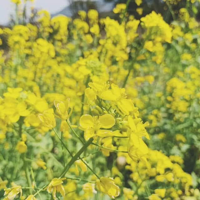 超强版油菜花地图来袭，找个明媚的日子，去赴一场花田之约吧！