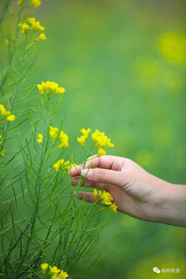 七月，榆林油菜花开成海，赴一场最美的约定！