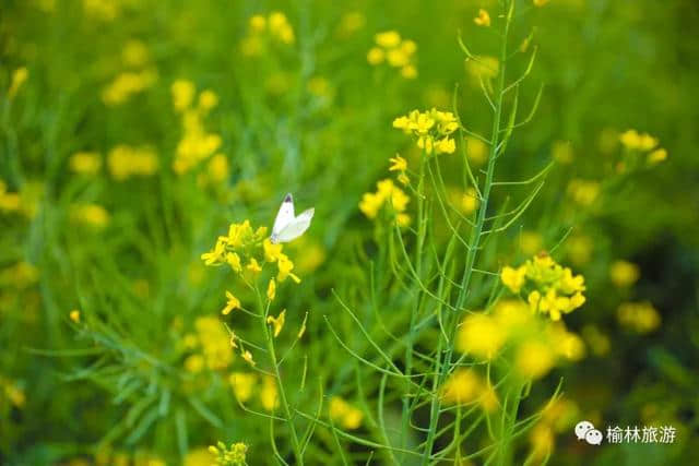 七月，榆林油菜花开成海，赴一场最美的约定！