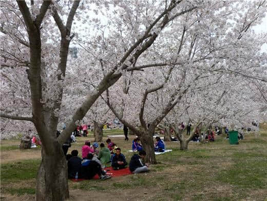 大连旅游景点推荐：龙王塘樱花园