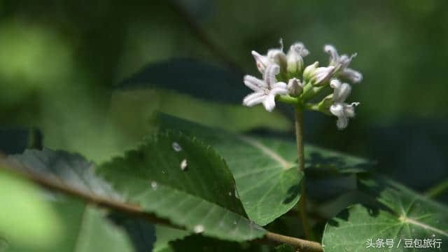 27天5700公里自驾内蒙古第十天：古代残遗森林植物群落通辽大青沟