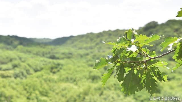 27天5700公里自驾内蒙古第十天：古代残遗森林植物群落通辽大青沟