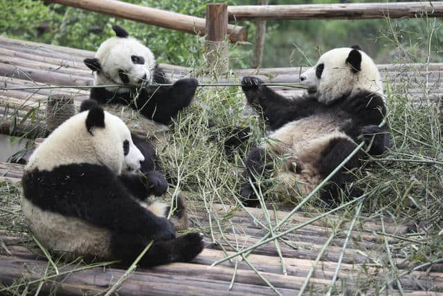 中国最顶级的旅游景点，每个都闻名世界，你去过的有几个？