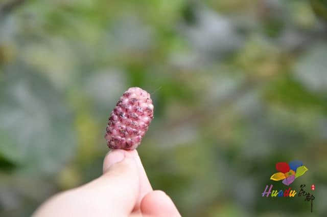 桑葚满枝头！采摘正当时！门票免费送！周末来宝桑园踏春，约吗？