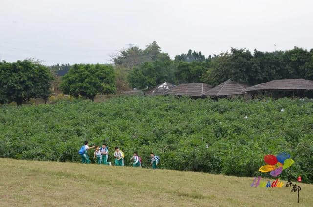 桑葚满枝头！采摘正当时！门票免费送！周末来宝桑园踏春，约吗？