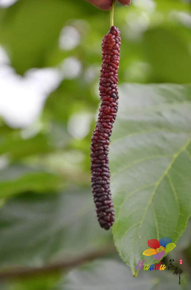 桑葚满枝头！采摘正当时！门票免费送！周末来宝桑园踏春，约吗？